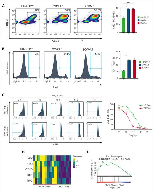 WM cells enhance Treg expansion. (A) Treg expansion assay. CD4+CD25+ Tregs cultured with either CD19+ B cells derived from healthy donors or WM cells (BCWM.1; WMCL.1), for 72 hours using a transwell. FOXP3+ cells within the CD4+ cells are shown. Significantly higher Treg expansion was observed upon exposure to WM cells compared with B cells derived from healthy donors. A representative experiment is shown. The experiment was repeated 3 times. ∗∗∗P < .001 determined using one-way ANOVA. Error bars indicate mean ± SD. (B) The proliferative rate of CD4+CD25+FOXP3+ Tregs was assessed by evaluating the percentage of Ki67+ cells. ∗∗∗P < .001. (C) Treg-mediated suppression as measured by CFSE dilution. CD4+CD25− Tcons were isolated from HDs and labeled with 5 μM CFSE. Cells were activated with anti-CD3– and anti-CD28–coated beads and cultured either alone or in the presence of either CD4+CD25+ Tregs obtained from patients with WM or HDs, at the indicated Tcon-to-Treg ratio. After 72 hours, proliferation was determined by CFSE dilution and flow cytometric analysis. ∗∗P < .001 determined using two-way ANOVA. Error bars indicate mean ± SD. (D) Heatmap obtained from RNA-seq comparing WM-Tregs (n = 14) and HD-Tregs (n = 8) (EBI3: P = .03; FGL2: P < .001; GZMB: P < .0001; PRF1: P < .001; TIM3: P = .02). (E) WM-Tregs present with a significant enrichment of CTLA4-related genes, as assessed by GSEA. NESs were generated by comparing WM-Tregs and HD-Tregs. NES, nominal P value, and false discovery rate q values are shown.