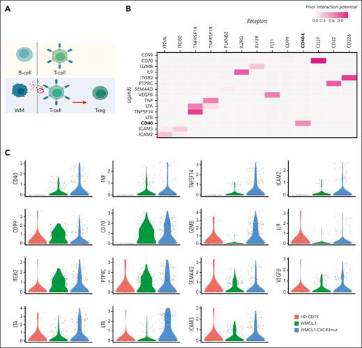 B-cell–to–T-cell cross talk model at single-cell level. (A) Schematic representation of the expected B-cell–to–T-cell crosstalk model. In the top panel the normal B/T condition is shown; the bottom panel depicts the model of the proposed B-cell–to–T-cell interaction, with clonal B cells releasing factor(s) responsible for the induction of CD4+ T-cell differentiation to Tregs. (B) Heatmap representing the top candidate protein-protein interactions occurring between B (ligands, y-axis) and T (receptors, x-axis) cells in WMCL1 and WMCL1-CXCR4C1013G cells. CD40/CD40LG interactors are shown in bold. (C) Violin plots showing the normalized expression level of all the candidate receptors expressed by B cells (B) in CD19, WMCL1, and WMCL1-CXCR4C1013G cells. (D) tSNE plots highlighting the expression level of top B-cell (top) and T-cell (bottom) interactors. B-cell markers are represented in an orange (high expression) to blue (low expression) color scale; Treg markers are represented in a yellow (high expression) to blue (low expression) color scale. (E) Percentage of Tregs after exposure to normal CD19, BCMW.1, or BCWM.1-CXCR4C1013G cells. (F) Heatmap representing the top candidate protein-protein interactions occurring between B (ligands, y-axis) and T (receptors, x-axis) cells in BCMW.1 and BCWM.1-CXCR4C1013G cells. CD40/CD40LG interactors are shown in bold. (G) Violin plots showing the normalized expression level of CD40 in normal CD19, BCWM.1, or BCWM.1-CXCR4C1013G cells.