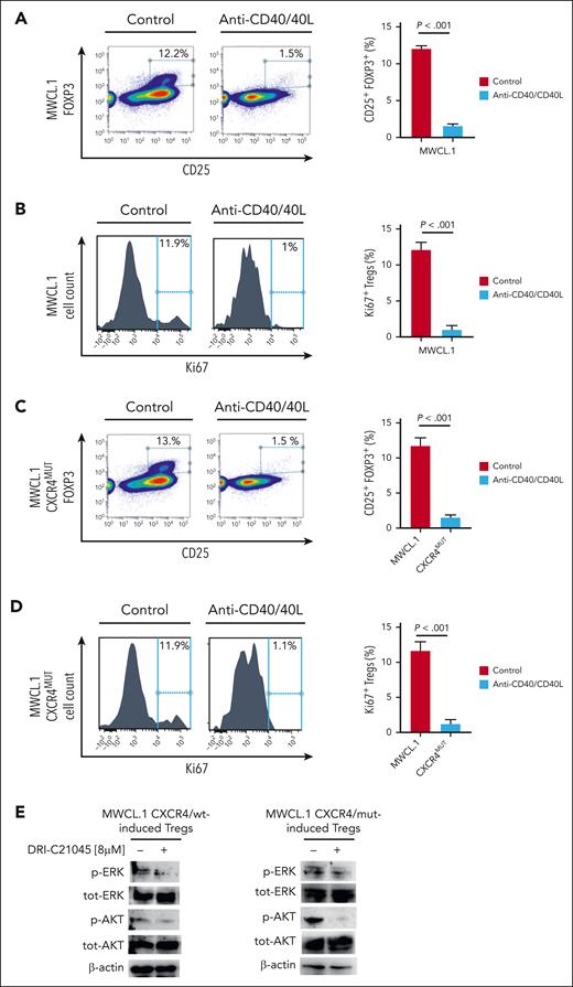CD40/CD40L blockade is functionally relevant in halting WM-cell–dependent Treg induction, even in the context of CXCR4C1013G-mut WM cells. (A) CD4+CD25− non-Tregs were cultured either alone or in the presence of WM cells (MWCL.1) for 72 hours, in presence or absence of CD40/CD40L-inhibitor (DRI-C21045; 8 μM), using a transwell. Inhibition of Treg induction was observed upon exposure to DRI-C21045. The percentage indicates the CD25+FOXP3+ cells gated on CD4+ cells. A representative experiment is shown. The experiment was repeated 3 times. P indicates P value, determined using one-way ANOVA. Error bars indicate mean ± SD. (B) The proliferative rate of CD4+CD25+FOXP3+ Tregs was assessed by evaluating the percentage of Ki67+ cells. Significant inhibition of Ki-67 in Tregs was observed. A representative experiment is shown. The experiment was repeated 4 times. P indicates P value, determined using one-way ANOVA. Error bars indicate mean ± SD. (C) Same experimental approach as in panel A, using MWCL.1-CXCR4C1013G mutated cells. (D) Same experimental approach as in panel B, using MWCL.1-CXCR4C1013G mutated cells. (E) Both induced and noninduced Tregs, prepared as in panel A, were harvested, and cell lysates were subjected to western blot analysis using antiphoshpo(p)-AKT, anti–total (tot)-AKT, anti–p-ERK, anti–tot-ERK, and anti–β actin.