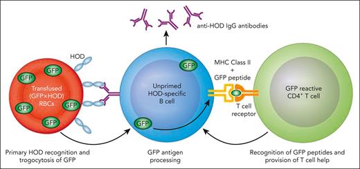 Proposed model for enhancement of RBC alloimmunization by prior immunization to an unrelated intracellular antigen. MHC, major histocompatibility complex. Professional illustration by Patrick Lane, ScEYEnce Studios.