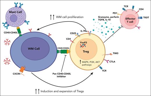 Waldenström macroglobulinemia cell (B cell)-Treg cell cross talk. WM cells modulate Treg cell expansion and promote their immunosuppressive activity through CD40/CD40-ligand interaction, creating an immunosuppressive milieu, which in turn supports WM cell proliferation. CD40/CD40L axis blockade reverses this phenomenon. IL-10, interleukin-10; TCR, T-cell receptor; TGFB, transforming growth factor β. Figure created with BioRender.com.