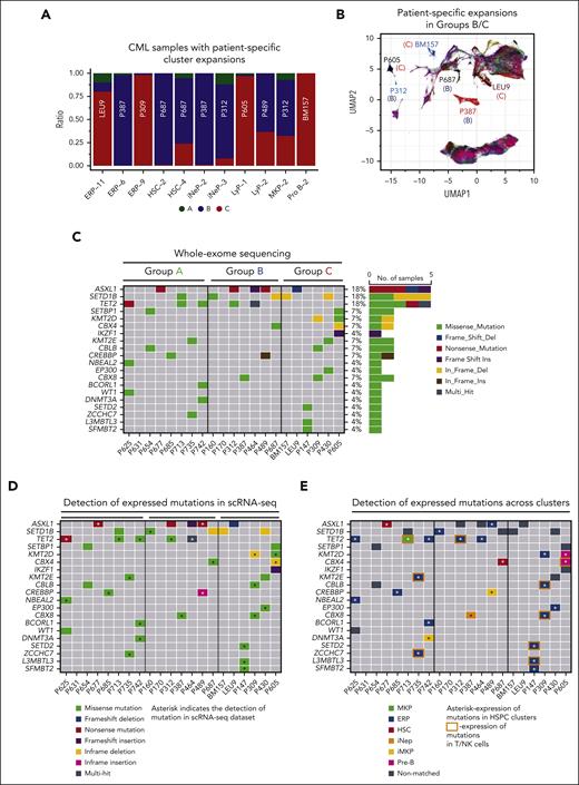 Genetic associations with progressive TKI resistance. (A) Cell type–specific clusters, in which >50% of cells are contributed by the CD34+ HSPCs of any 1 sample, were identified. Cell type clusters (eg, ERP-11, HSC-2, and LyP-1) are as described in supplemental Tables 9 and 10A,B. (B) CML samples with patient-specific clusters in panel A are shown in the UMAP space. Letters in parenthesis refer to the prognostic group (A, B, or C) each sample belongs to. (C) Genes that are frequently mutated in CML were compiled from the literature (supplemental Table 23), and their mutational status was assessed by WES. Oncoplot of somatic mutations in selected genes, colored by the type of mutation. The frequency of each mutation (%) is shown to the right of the plot. A total of 40 such variants were identified, as shown in supplemental Table 23. (D) To cross-reference the 40 SNVs identified in panel C, to our scRNA-seq data set, cb_sniffer was used (“Methods”). The asterisk indicates that the variant could be successfully detected within the scRNA reads of the same sample. (E) Cross-referencing variants identified in panel C to individual cell types. For any given variant, only the most recurrent cell type has been plotted. The complete data set is shown as supplemental Table 24B. Variants that can be detected in T/NK clusters have been highlighted with an orange rectangle. It should be noted that given the design of the 10× Genomics single cell technology, the absence of variant detection does not imply the absence of expression. Supplemental Figure 10 and supplemental Tables 22-24 are linked with the data in Figure 5.