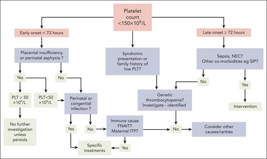 Clinical decision-making aid for treatment of neonates with platelet counts <150 × 109/L. ITP, immune thrombocytopenic purpura; PLT, platelet count; SIP, spontaneous intestinal perforation.