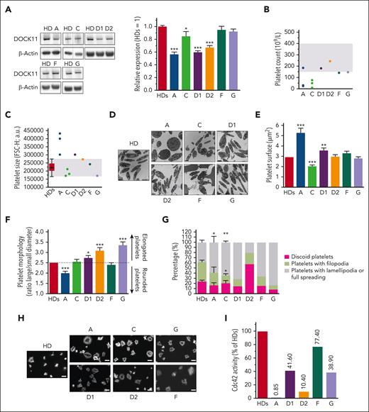 Study of platelets from patients with mutated DOCK11. (A) DOCK11 expression was evaluated in platelets of HDs, and patients (A, C, D1, D2, F and G) by western blotting. Dotted lines indicate that the samples were derived from the same gel but were noncontiguous. The graph shows the mean of the relative expression of DOCK11 vs HD (set to 1) ± SEM after normalization against β-actin expression from several independent experiments (HDs, n = 69; A, n = 22; C, n = 14; G, n = 16; D1, D2, n = 8; F, n = 15). Statistical difference was evaluated by one-way analysis of variance (ANOVA) with Dunnett correction test for multiple comparisons (∗P < .05; ∗∗∗P < .001). (B) Platelet count for each patient (A, C, D1, D2, F, and G) was determined by automated blood cell counter. Shaded area represents the normal range between 150 × 109 and 400 × 109 platelets per L. Patients A and C were investigated for their platelet count several times (2 and 3 times, respectively). (C) Platelet size was evaluated by flow cytometry. Each dot represents the mean size measured by the mean forward scatter height (FSC-H; a.u., arbitrary units) of washed platelets from HDs and patients./ The box-and-whisker plot shows the normal range, determined from HDs. Whiskers represent the 5th to 95th percentiles, the box correspond to the interquartile range, the center line is the median, and the cross indicates the mean of 65 platelets. (D) Platelet ultrastructure, which was analyzed once for each patient using transmission electron microscopy (TEM). Scale bar represents 1 μm. (E-F) TEM analysis of platelet ultrastructure in each patient. Platelet surface (E) and platelet shape (F), which is defined as the ratio between the largest diameter and the smallest diameter, are derived from the TEM images. Graphs represent the mean ± SEM of at least 1100 HD platelets and 100 patient platelets. Statistical significance was determined in a one-way ANOVA with the Dunnett posttest for multiple comparisons. (G) Graph represents the mean percentage ± SEM of discoid platelets (dark gray), platelets with filopodia (light gray) and platelets with lamellipodia or full spreading (white) of at least 150 analyzed platelets from several independent experiments (HDs, n = 17; patient A, n = 4; patient C, n = 3). Statistical significance was determined only for patients A and C compared with HDs in a one-way ANOVA with the Dunnett posttest for multiple comparisons (∗P < .05; ∗∗P < .01). Patients D1, D2, F, and G were not statistically analyzed because only 1 experiment was performed. Scale bar represents 10 μm. (H) Spreading of HD and patient platelets onto fibrinogen matrix for 30 minutes was analyzed by epifluorescence microscopy in the presence of apyrase (5 U/mL) and indomethacin (4.5 μM). Platelet morphology was visualized using F-actin detection by fluorescently labeled phalloidin. (I) CDC42 activity evaluated in HD platelets and patient platelets by G-LISA after stimulation by 0.5 U/mL thrombin for 1 minute in unstirred conditions. Graph represents the relative CDC42 activity of each patient compared with that of HDs (set to 100%). G-LISA, G-protein–linked immunosorbent assay.