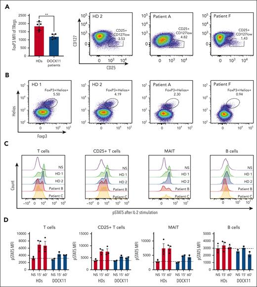 Treg phenotype and STAT5 activation. (A) FoxP3 mean fluorescence intensity on Tregs from HDs and patients with DOCK11. Treg are defined by CD4+ CD25+ CD127low as depicted in the graph on the right side of the panel. (B) Representative dot plots of CD3+ CD4+ Foxp3+ Helios+ cells from HDs and 2 patients with DOCK11. (C) Representative histograms of phospho-STAT5 in T cells, CD25+ T cells, and B cells from HDs and patients with DOCK11. Cells were stimulated for 60 minutes with IL-2. Results for unstimulated (NS) cells are shown with the black peak. (D) Kinetics of phospho-STAT5 expression upon IL-2 stimulation: unstimulated (NS), 15 and 60 minutes. Mean fluorescence intensity (MFI) of phospho-STAT5 in T cells, CD25+ T cells, MAIT cells, and B cells from HDs and patients with DOCK11.