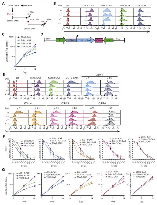 eGSHs differentially regulate CAR expression and CAR T-cell function in vitro. (A) Experimental schema for weekly antigenic stimulation of purified CAR+ T cells starting 7 days after transduction. Flow cytometry for CAR expression on day 0, 7, and 14 was performed before plating onto CD19+ aAPCs. (B) CAR expression profile of CAR+ T cells over 2 weeks of antigenic stimulation. (C) Proliferation in response to weekly antigenic stimulation over 2 weeks for cells shown in Figure 2B. Data are shown as cumulative fold change in T-cell numbers, mean, and range of 2 technical replicates. (D) rAAV6 cassette design incorporating chromatin insulator element C1. (E) CAR expression profile of all CAR+ T cells over 2 weeks of antigenic stimulation. Data shown are a representative example of 2 technical replicates. See supplemental Figure 3A-B for quantification of data. (F) Cytotoxicity assay for all CARs shown in panel E, at day 0. Data are shown as mean ± SD of 3 technical replicates. (G) Proliferation of GSH-CAR+ cells shown in panel E over 2 weeks in culture. Data are shown as mean and range from 2 technical replicates. Data from E-G are a representative example from 1 T-cell donor. All experiments have been performed for each construct with at least 2 T-cell donors. aAPCs, artificial antigen presenting cells; UT, untransduced cells used as controls.