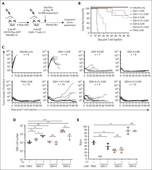 In vivo anti-tumor efficacy is dependent upon the ability of the targeted GSH to maintain CAR expression over time. (A) Experimental schema for in vivo assessment of tumor burden using CD19-CAR stress-test model for B-acute lymphoblastic leukemia in NSG mice. CAR+ cells were not purified but CAR+ cell numbers were calculated based on flow cytometry. (B) Kaplan Meier tumor-free survival curves for mice administered with GSH 1, 4, and 6 CARs ± insulator C1 and TRAC-CARs. Combined results from 2 experiments with 2 independent T-cell donors (n = 7-12). (C) Tumor burden curves over 90 days in the group of mice from panel B. Some mice with no tumor burden had to be euthanized owing to severe graft-versus-host disease. (D) Total CAR+ T-cell number in the BM of mice 10 days after infusion (results from one representative donor, n = 4-8 mice per group). Data are shown as mean ± SD. (E) Mouse cells were depleted from the BM cells of all mice illustrated in panel D, the remaining cells were pooled by group and an 18 hour cytotoxicity assay was performed with CD19-Ffluc-GFP NALM6 cells at a ratio of 3:1, T cells:NALM6 cells. Cell number calculation was done based on flow cytometry data after mouse cell depletion (supplemental Figures 6B and 8A). Data are not shown for GSH1 CARs because measurement of luciferase was skewed because of the presence of NALM6+ cells (not eliminated by mouse cell depletion) in BM at day 10. Data are shown as mean ± SD of 3 technical replicates from the pooled cells. ∗P < .05; ∗∗P < .01; ∗∗∗P < .001; Mann-Whitney U test. BM, bone marrow; BLI, bioluminescent imaging; Ffluc, firefly luciferase; ns, not significant.