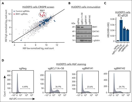 A protein domain–focused CRISPR screen identified BMI1 as a novel HbF repressor. (A) Scatter plot of sgRNA abundance in HbF-high and HbF-low populations from the domain-focused CRISPR screen. Each dot represents 1 sgRNA. Control sgRNAs (n = 50) and sgRNAs targeting BMI1 (n = 6) are labeled in blue and red, respectively. (B-D) Representative immunoblots of BMI1, GATA1, and γ-globin protein, HBG:(HBG+HBB) mRNA level, and HbF+ cell fraction in control (sgNeg: nontargeting sgRNA; sgBCL11A+58: positive control) and BMI1-depleted HUDEP2 cells. n = 2. β-Actin was used as the loading control in immunoblot experiment. Glyceraldehyde-3-phosphate dehydrogenase (GAPDH) was used as internal control for RT-qPCR. Values are presented as mean ± SEM. SEM, standard error of the mean.