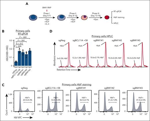 BMI1 represses HbF in primary adult erythroblasts. (A) Schematic of the validation experiment in primary adult erythroid cells. CD34+ HSPCs isolated from peripheral blood of healthy donors were cultured with indicated cytokines and electroporated with Cas9 ribonucleoprotein at day 4 or 5 of the differentiation. (B-D) HBG:(HBB+HBG) mRNA levels (B) (n = 3 independent donors), HbF+ cell fraction (C) (n = 2), and hemoglobin HPLC profile (D) (n = 2) in control and BMI1-depleted primary adult erythroid cells. Values are presented as mean ± SEM. P values were calculated by unpaired 2-tailed Student t test. HPLC, high-performance liquid chromatography; SEM, standard error of the mean.