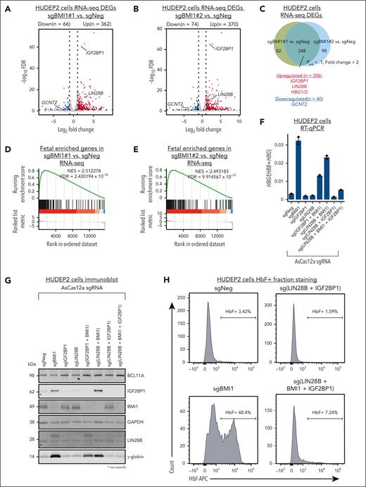 IGF2BP1 and LIN28B mediate the HbF silencing activity of BMI1 in HUDEP2 cells. (A-B) Volcano plots of DEGs identified from RNA-seq in BMI1-depleted HUDEP2 cells (sgBMI1#1 or sgBMI1#2) by DESeq2. Cutoff threshold: fold change > 2; FDR < 0.1; n = 2. (C) Venn diagram of DEGs identified from RNA-seq in BMI1-depleted HUDEP2 cells by comparing control sample with sgBMI1#1 (A) and sgBMI1#2 (B) sample, respectively. (D-E) Enrichment plots of fetal enriched genes overrepresented in BMI1 depletion RNA-seq in HUDEP2 cells as determined by GSEA. (F-H) RT-qPCR analysis of HBG:(HBB+HBG) (F) (n = 2), representative immunoblots of BCL11A, IGF2BP1, LIN28B, BMI1, and γ-globin protein (G), and HbF+ fraction (H) in AsCas12a-expressing HUDEP2 cells that were transduced with lentivirus expressing indicated sgRNAs. Values are presented as mean ± SEM. RT-qPCR data were normalized to AHSP. GAPDH was used as loading control in immunoblot experiment. DEGs, differentially expressed genes; GSEA, gene set enrichment analysis; SEM, standard error of the mean.