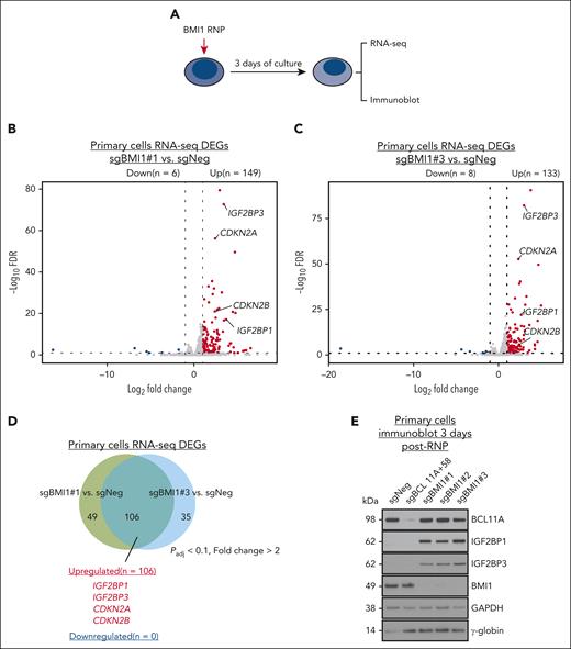 IGF2BP1 and IGF2BP3 mediate the HbF silencing activity of BMI1 in primary adult erythroblasts. (A) Schematic of BMI1 depletion experiments in primary adult erythroid cells. (B-C) Volcano plots of DEGs identified from RNA-seq in BMI1-depleted primary adult erythroblasts (sgBMI1#1 or sgBMI1#3) by DESeq2. Cutoff threshold: fold change > 2; FDR < 0.1; n = 2. (D) Venn diagram of overlapped DEGs identified from RNA-seq in BMI1-depleted primary adult erythroblasts by comparing control sample with sgBMI1#1 (B) and sgBMI1#3 (C) sample, respectively. (E) Representative immunoblots of BCL11A, IGF2BP1, IGF2BP3, BMI1, and γ-globin protein in control (sgNeg: nontargeting sgRNA; sgBCL11A+58, positive control) or BMI1-depleted primary adult erythroblasts. GAPDH was used as loading control. DEGs, differentially expressed genes.
