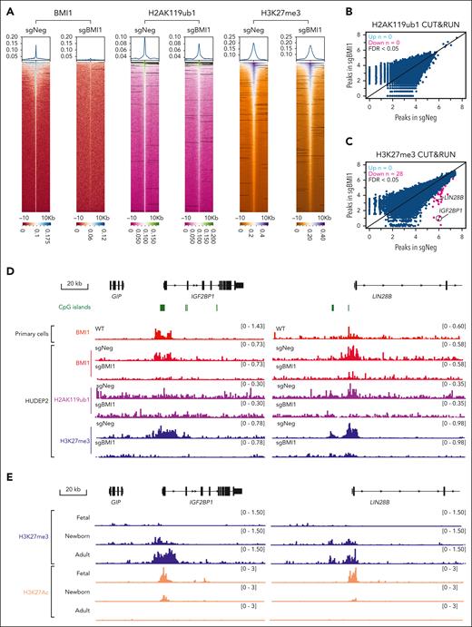 BMI1 occupies proximal CpG islands at the IGF2BP1, IGF2BP3, and LIN28B genes. (A) Heatmaps of BMI1, H2AK119ub1, and H3K27me3 peaks identified from CUT&RUN experiment in control or BMI1-depleted HUDEP2 cells. (B-C) Scatter plots of H2AK119ub1 (B) and H3K27me3 (C) enrichments in control and BMI1-depleted HUDEP2 cells. Differential analysis was performed using DESeq2 and DiffBind packages. Differential peaks were identified with FDR < 0.05 and are labeled in red (n = 2 biological replicates). (D) Chromatin occupancy of BMI1 and enrichment of H2AK119ub1 and H3K27me3 at the IGF2BP1 and LIN28B genes in control and BMI1-depleted HUDEP2 cells. Chromatin occupancy of BMI1 in primary adult erythroblasts was used for comparison. CpG island track (hg38) was obtained from the University of California, Santa Cruz (UCSC) genome browser. (E) Enrichment of H3K27me3 and H3K27ac at the IGF2BP1 and LIN28B genes in primary erythroblasts derived from CD34+ HSPCs isolated from fetal liver (fetal), cord blood (newborn), and peripheral blood (adult); n = 2 healthy donors.