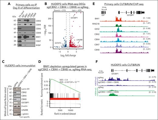 BMI1 associates with CBX proteins to repress HbF in adult erythroid cells. (A) Representative immunoblots of BMI1 and different ancillary subunits (CBX2, 4, 6-8, and RYBP) in primary adult erythroblasts coimmunoprecipitation (co-IP) experiments. (B) Volcano plots of DEGs identified from CBX2, 4, and 8 triple depletion RNA-seq experiment in HUDEP2 cells by DESeq2. Cutoff threshold: fold change > 2; FDR < 0.1; n = 2. (C) Representative immunoblots of CBX2, 4, and 8, and IGF2BP1, LIN28B, and γ-globin protein in nuclear extract or whole-cell lysate of control and CBX2, 4, and 8 triple-depleted HUDEP2 cells. Lamin B1 and GAPDH were used as loading controls for nuclear extract and whole cell lysate respectively. (D) Enrichment plots of BMI1-repressed genes overrepresented in CBX2, 4, and 8 triple depletion RNA-seq in HUDEP2 cells as determined by GSEA. (E) Chromatin occupancies of BMI1, RING1B, EZH2, CBX2, 4, 7, and 8 in primary adult erythroblasts at the IGF2BP1 gene region. (F) Chromatin enrichment of H3K27me3 and H3K4me3 at IGF2BP1 gene in control or CBX2, 4, and 8 triple-depleted HUDEP2 cells. DEGs, differentially expressed genes; GSEA, gene set enrichment analysis.