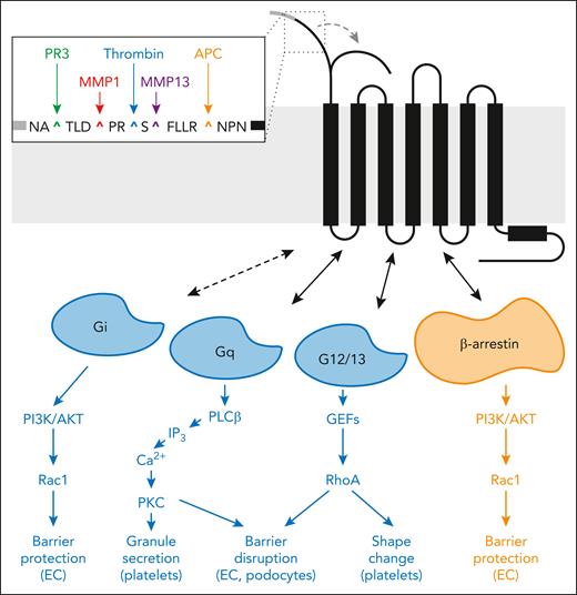Overview of PAR1 signaling. The proteolytic cleavage of the amino-terminus of PAR1 exposes a specific tethered ligand that can bind to an extracellular binding pocket and activate the receptor, leading to signaling via intracellular G proteins and β-arrestin. The amino acid sequence of the protease-sensitive region of PAR1 and the cleavage sites of representative proteases are shown. The different intracellular signaling pathways and the effects on cells triggered by PAR1 via coupling to different G proteins and β-arrestin are indicated. Direct coupling of PAR1 via Gαi is not fully established and may depend on the interaction of PAR1 with coreceptors, for example, EPCR and sphingosine 1-phosphate receptor 1 (S1P1).69,70 EC, endothelial cells; MMP1 and MMP13, matrix metalloproteinase-1 and -13; PR3, proteinase 3.