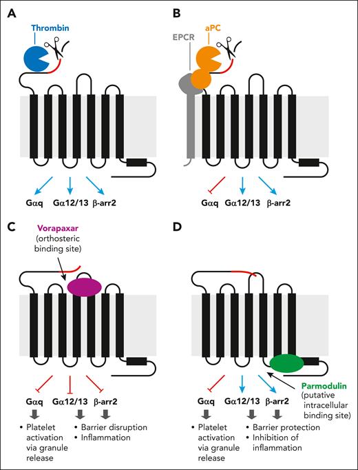Overview of PAR1 modulators. (A) Thrombin activation of PAR1 triggers coupling to Gαq, Gα12/13, and β-arrestin 2 leading to cytodisruptive effects. (B) aPC activation of PAR1 selectively triggers coupling to Gα12/13 and β-arrestin 2 but not Gαq and elicits cytoprotective effects. (C) Orthosteric inhibitors (eg, vorapaxar, atopaxar) block the ligand binding pocket and completely block intracellular signaling. (D) Parmodulins target the intracellular surface of PAR1 and selectively inhibit some (eg, Gαq) but not all downstream signaling pathways, mimicking the effect of aPC.