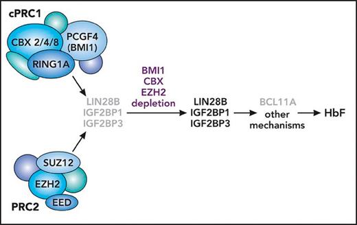 RNA binding proteins LIN28B and IGF2BP1/3 link PRC1/2 to HbF repression in adult erythroid cells. cPRC1 and PRC2 components are depicted as differently colored shapes, with the named components that were tested by Qin et al labeled. Silencing of LIN28B and IGF2BP1/3 in HUDEP2 cells or in adult primary cells is depicted by gray type. Depletion of BMI1 and CBX (cPRC1) or EZH2 (PRC2) relieves silencing of these RNA-binding proteins, thereby promoting silencing of BCL11A (gray type) or other events and upregulation of HbF. Professional illustration by Patrick Lane, ScEYEnce Studios.