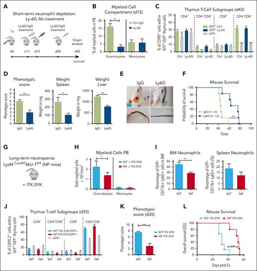 Short-term and long-term granulocyte depletion reduces inflammation and prolongs survival in the ITK-SYK PTCL mouse model. (A) Workflow for short-term granulocyte depletion with the Ly6G antibody vs control IgG antibody. Antibody injection (250 μg) was performed IP on day 14 and day 28 after ITK-SYK transplantation. (B) Percentage of granulocytes and monocytes in the PB 1 day after control or Ly6G antibody treatment (n = 6 per group). (C) Percentage of different T-cell subsets analyzed by FACS within ITK-SYK/GFP+ and GFP− thymus cells of ITK-SYK mice on day 28 after first and day 14 after second antibody injection (n = 6 per group). (D) Phenotypic score, spleen weight, and liver weight of ITK-SYK mice treated with Ly6G vs control antibody, day 14 after the second treatment (n = 6 per group). (E) Representative images of ITK-SYK mice treated with IgG control vs Ly6G antibody. (F) Kaplan-Meier survival curve representing the survival of ITK-SYK mice after 2 IP injections with IgG isotype control antibody or anti-Ly-6G antibody (n = 6 per group). (G) Genotype of long-term neutrophil granulocyte depleted Lysm-Cre/WT/MCL-1fl/fl mice (NP) on a C57BL/6N background. (H) Total granulocytes and monocytes from the PB of WT and NP mice that had received transplantation with ITK-SYK, day 55 after transplantation (n = 6 per group). (I) Percentage of neutrophil granulocytes (CD11b+ Ly6G+) in the BM and spleen of WT control or NP mice. (J) Percentage of different T-cell subsets analyzed by FACS within ITK-SYK/GFP+ and GFP– thymus cells of ITK-SYK mice with WT vs Lysm-Cre/WT/MCL-1fl/fl background (n = 6 per group). (K) Phenotypic score of WT ITK-SYK mice vs (NP) ITK-SYK mice on day 35 after transplantation (n = 6 per group). (L) Kaplan-Meier survival curve representing the survival of WT ITK-SYK mice vs Lysm-Cre/WT/MCL-1fl/fl (NP) ITK-SYK mice (n = 6 per group). (B-D,H-J) Bars represent mean values with error bars showing the SEM. Statistical significance was calculated using Student unpaired t test. Asterisks represent the significance of the difference between GFP+ and GFP– populations within the same mice. (F,L) Statistical analysis was performed using the log-rank Mantel-Cox test. ∗P < .05, ∗∗P < .01, ∗∗∗P < .001. IgG, immunoglobulin G; SEM, standard error of the mean.