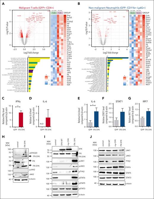 ITK-SYK drives constitutive TCR and Jak/Stat signaling in CD4+TCLs and induces positive autoregulatory loops in between TCLs and granulocytes via IFN-γ and IL-6. ITK-SYK/GFP+ CD4+ T cells and granulocytes were sorted from the spleens of diseased ITK-SYK+ mice, total RNA was isolated, and subsequently transcriptome analysis using microarrays was performed. (A,B) Volcano plots show the top genes upregulated or downregulated for GFP+ CD4+ malignant T cells (A) and GFP– CD11b+ Ly6G+ splenic neutrophils (B). Bars show highest upregulated pathways by GESA using gene sets for hallmarks of cancer. A heatmap was generated using Kyoto Encyclopedia of Genes and Genomes gene sets analysis and shows genes involved in the Jak/Stat signaling pathway in malignant T cells (A) and neutrophils (B). (C-G) TaqMan qPCRs were performed using complementary DNA generated from messenger RNA isolated from primary murine ITK-SYK/GFP+CD4+ T cells (C,D) and GFP–CD11b+Ly6G+ granulocytes (E-G) for IFN-γ, IL-6, STAT1, and IRF7 and compared with β-Actin as a control (n = 3 per group). Cells were extracted from the spleens on day 35 after transplantation. (H) Western blot of the murine CD4+ T-cell line D10.G4.1 expressing pMIG (control) or ITK-SYK/GFP and stained with antibodies against phosphorylated and total JAK2, phosphorylated SYK323, ITK, and β-Actin as loading control. (I,J) Western blot of D10.G4.1 expressing pMIG, pMIG/SYK WT, pMIG/myr-SYK, or pMIG/ITK-SYK and stained with antibodies against total SYK, ITK (I) as well as phosphorylated (I) and total (J) JAK1, JAK3, TYK2, STAT6, STAT5, and STAT3, with β-actin as the loading control. (C-G) Bars represent mean values with error bars showing the SEM. Statistical significance was calculated using Student unpaired t test. Asterisks represent the significance of the difference between GFP+ and GFP− populations within the same mice. ∗P < .05, ∗∗∗P < .001. GESA, GSE222050; N.D, not detected; qPCR, quantitative PCR.