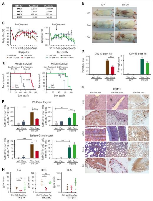 Ruxolitinib but not pacritinib treatment blocks ITK-SYK–induced TCL and inflammation. GFP (n = 6) and ITK-SYK mice (n = 6) were treated with vehicle (Veh), ruxolitinib (Ruxo; 30 mg/kg body weight; red), or pacritinib (Pacr; 150 mg/kg body weight; green) twice daily for 32 consecutive days for organ analysis and then euthanized. For survival, mice were treated until ITK-SYK+ vehicle group had died (43 days). (A) The 50% inhibitory (IC50) values for ruxolitinib vs pacritinib for human JAK kinases (JAK1-3 and TYK2). (B) Representative images of GFP and ITK-SYK+ mice treated with vehicle, ruxolitinib, or pacritinib for 28 days. Control- and pacritinib-treated mice show loss of fur and skin encrustations as signs of disease. (C) Weight development of mice shown as the changed percentage compared with starting weight on day 0 after transplantation. Statistical significance was calculated for the values on treatment day 28. (D) Phenotypic score of GFP and ITK-SYK mice on treatment day 28. (E) Kaplan-Meier survival curves representing the survival of ITK-SYK mice after treatment with vehicle vs ruxolitinib (left; n = 5) or vehicle vs pacritinib (right; n = 7, vehicle; n = 5, pacritinib) until 46 treatment days. Statistical analysis was performed using the Log-rank Mantel-Cox test. (F) Percentage of CD11b+Ly6G+ neutrophil granulocytes within GFP– PB cells or spleen cells of GFP control and ITK-SYK mice after treatment. Blood samples were taken on treatment day 28 and analyzed by FACS. Spleens were taken on treatment day 32 after transplantation. (G) Representative images of immunohistochemical HRP-DAB staining with anti-CD11b antibody of paraffin-embedded organs of ITK-SYK mice after treatment with vehicle, ruxolitinib, or pacritinib for 32 days. (H) Serum cytokine levels of murine IL-6, IFN-γ, and IL-5 of GFP vehicle (Ctrl) vs ITK-SYK mice after treatment with vehicle (Veh), ruxolitinib (Ruxo), or pacritinib (Pac) on treatment day 32. Bars represent mean values with error bars showing the SEM. Statistical significance was calculated using the Student unpaired t test. ∗P < .05, ∗∗P < .01, ∗∗∗P < .001. Ctrl, control; HRP/DAB, peroxidase detection kit; ns, nonsignificant.