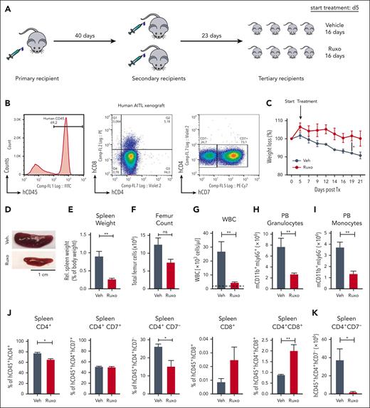 Ruxolitinib inhibits PTCL expansion and systemic inflammation in patient-derived PTCL xenograft mouse models. (A) Transplantation scheme for engraftment and in vivo expansion of malignant T cells from a patient with AITL. Firstly, 1 NOG mouse received transplantation IV with 6 × 106 PB cells of a patient with AITL after Ficoll purification. Then, FACS analysis and spectratyping revealed engraftment of the malignant clone, T cells (> 95%) were extracted from the spleen, and 36.1 × 106 hCD45 cells were transplanted IV into 2 secondary recipients. Upon engraftment, isolation and retransplantation was repeated, and 8 recipients received transplantation IV with 27 × 106 T cells. On day 5 after transplantation, treatment with vehicle or ruxolitinib twice daily was started and carried out for 16 days until mice were sacrificed for organ analysis. (B) FACS histogram plot shows huCD45+ cells in the first mouse that had received transplantation. CD45+ cells are nearly all T cells, positive for CD4 or double positive for CD4/CD8. The malignant population is characterized as CD4+ CD7 low (28% of CD4+ cells). (C) Percentage of weight loss of AITL xenografted mice after treatment with vehicle or ruxolitinib compared with starting weight measured on day 0 after transplantation. Statistical significance was calculated for the values on day 19 and day 21 (n = 4 per group). (D) Image of the spleens from AITL engrafted mice treated with vehicle or ruxolitinib for 21 days. (E-I) Comparison of spleen weights and femur cell counts, WBC counts, granulocyte counts, and monocyte counts of vehicle- or ruxolitinib-treated AITL mice. Dashed lines indicate baseline levels (mean of 3 WT NOG mice, ie, without transplantation). (J) Percentage of normal human T cells (hCD45+hCD4+, hCD45+hCD4+hCD7+, hCD45+hCD8+, and hCD45+hCD4+hCD8+) and the malignant hCD45+hCD4+hCD7− cells within total spleen cells after treatment with vehicle vs ruxolitinib and measured by FACS (n = 4 per group). (K) Total amount (× 106) of malignant T cells hCD45+hCD4+hCD7− in the spleen after the treatment period of 21 days. (L) Kaplan-Meier survival curve for Tx1 xenografted mice treated with vehicle controls (n = 5 for vehicle ruxolitinib and n = 5 for control antibody in 1 curve), ruxolitinib (n = 5), or Ly6G antibody (blue; n = 5). (M-O) Xenografts 2 to 5 (Tx 2-5) from 4 more PTCLs (1 AITL, 2 follicular TCL, and 1 PTCL-NOS). (M,N) Granulocyte counts and spleen weights in mice with xenografts (Tx 2-5) with and without ruxolitinib treatment (all P < .05). (O,P) Kaplan-Meier survival curve of xenografted mice (Tx 2-5) with or without ruxolitinib treatment (O) or Ly6G treatment (P). Bars represent mean values with error bars showing the SEM. Statistical significance was calculated using the Student unpaired t test. ∗P < .05, ∗∗P < .01, ∗∗∗P < .001.