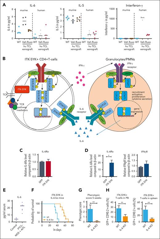 Interaction between malignant T cells und murine cytokines via IFN-γ and IL-6. (A) Serum cytokine levels of murine and human IL-6, IL-5, and IFN-γ of vehicle- and ruxolitinib-treated mice with AITL and xenografts on treatment day 16 was determined using BD CBA Flex Sets with subsequent FACS analysis (n = 4 per group). (B) Scheme demonstrating the interaction of ITK-SYK+ CD4+ T cells with neutrophil granulocytes via IFN-γ and IL-6, also demonstrating the involvement of the different JAK/STATs. ITK-SYK leads to an activation of JAK1 and JAK3 kinases and subsequent activation of STAT3 and/or STAT6, either by direct phosphorylation or via other mediators, such as an activated TCR pathway. STAT3 and STAT6 then induce gene expression of various target genes, leading to cell activation, proliferation, migration into distant organs, and cytokine secretion. One of the secreted cytokines is IFN-γ, which activates the IFN-γ receptor on myeloid cells. This activates JAK1 and JAK2 to phosphorylate STAT1, thus inducing gene transcription, ultimately resulting in their recruitment to distant organs as well as their activation, proliferation, and cytokine secretion. IL-6 is such a secreted cytokines, which in turn can induce further T-cell activation, thus forming a positive feedback loop. (C,D) Expression of the IL-6 receptor and the IFN-γ2 receptor on CD4+ T cells and on granulocytes in control vs ITK-SYK+ mice. (E) IL-6 levels in the serum of healthy controls vs patients with TFH-PTCL/PTCL-NOS (n = 7; supplemental Table 3). (F) Survival of mice that had received transplantation with ITK-SYK+ TCL cells into C57Bl6 controls or IL-6 knockout mice (n = 6 per group). (G) Phenotypic score after 5 weeks of transplantation (WT vs IL-6 knockout mice). (H) Malignant ITK-SYK+ T cells in the PB or spleen of WT vs IL-6 knockout mice (n = 6 per group). Bars represent mean values with error bars showing the SEM. Statistical significance was calculated using the Student unpaired t test. ∗P < .05, ∗∗P < .01, ∗∗∗P < .001. hu, human.