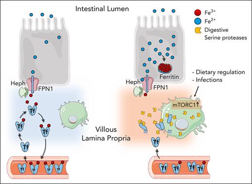 Activation of mTORC1 in villous duodenal macrophages induces the expression of serine protease, which locally degrade Trasferrin to inhibit efficient iron export from enterocytes.