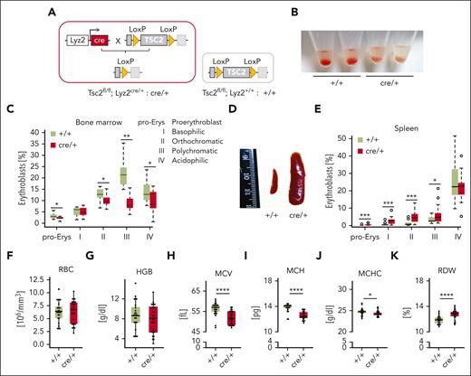 TSC2 deletion in myeloid cells impairs medullary erythropoiesis. (A) Schematic representation of the genetic background of cre/+ mice vs +/+ controls. TSC2 knockout mice are generated by LysZ-cre system cross-targeting TSC2 gene with loxP sites (cre/+ mice). Control littermates contain the TSC2 gene flanked by LoxP sites (+/+). (B) Representative image showing defect in medullary erythropoiesis in the BM isolated from control (+/+) and cre/+ mice. (C) Bar graph of flow cytometric analysis showing erythroblast counts in the BM (∗P < .05; ∗∗P < .01). Different maturation stages of erythroblasts (pro-Erys, proerythroblasts; I, basophilic erythroblasts; II, orthochromatic erythroblasts; III, polychromatic erythroblasts; and IV, acidophilic erythroblasts) were identified based on CD71 (Tf receptor) and Ter119 (erythrocyte marker) expression and cell size (SSC). (D) Photography of the spleen of cre/+ mice compared with controls (+/+) represents splenomegaly in cre/+ mice. (E) Bar graph of flow cytometric analysis of erythroblast counts in different maturation stages in the spleen identified via CD71 (Tf receptor) and Ter119 (erythrocyte marker) expression (∗P < .05; ∗∗∗P < .001). (F-K) Complete blood cell count analysis showing hematological parameters in whole blood from control (+/+) and cre/+ mice: RBC count (F), blood hemoglobin (HGB) level (G), mean corpuscular volume (MCV) of RBCs (∗∗∗∗P < .0001) (H), mean corpuscular hemoglobin (MCH) of RBCs (∗∗∗∗P < .0001) (I), mean corpuscular hemoglobin concentration of RBCs (∗P < .05) (J), and the red cell distribution width (RDW) of RBCs (∗∗∗∗P < .0001) (K).