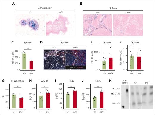 TSC2 deletion in macrophages causes iron deficiency. (A-B) Representative image showing ferric iron staining using Prussian blue, counterstained with nuclear fast red in the BM (A) and on splenic formalin-fixed paraffin-embedded (FFPE) sections (B) of +/+ and cre/+ mice. Scale bar, 100 μm. (C) The total iron concentration was measured via an atomic absorption spectrometry (AAS) using the spleen of control (+/+) and cre/+ mice aged between 8 and 12 weeks old (∗∗∗P < .001). Total iron levels were normalized with respect to the tissue weight. (D) Representative image of immunofluorescent staining for ferritin (iron storage protein) and F4/80 (macrophage marker) on mouse spleen cryosections. Scale bar, 50 μm. (E) Total serum iron concentration was measured via AAS. (F) Total serum heme concentration was measured spectrometrically. (G) Tf saturation was determined in serum of control (+/+) and cre/+ mice (∗P < .05). (H) Total Tf concentration in the serum was determined using an enzyme-linked immunosorbent assay. (I-J) The TIBC (I) and unsaturated iron binding capacity (J) of Tf in the serum from control (+/+) and cre/+ mice were determined (∗∗ P < .01). (K) Steady-state levels of the Fe-free Apo-Tf (Apo), monoferric-Tf (Mono), and Fe-saturated holo-Tf (Holo) in control (+/+) and cre/+ mice as visualized on urea gel electrophoresis. Human apo-Tf and holo-Tf (hTf) were used as controls (lane1).