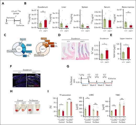 Iron transport from duodenal epithelial cells into the circulation is impaired in cre/+ mice. (A) Graphical presentation of 55Fe administration via gavage in control (+/+) and cre/+ mice aged between 9 and 15 weeks old. One hour after administration, indicated tissues were collected and analyzed. (B) Quantification of radioactivity of 55Fe after 1 hour absorption in the duodenum (∗∗P = .008), liver (P = .09), spleen (P = .59), serum (P = .23), and BM (∗∗P = .002). (C) Pie chart illustrating 55Fe distribution in the tissues in percentage. Fe retention is expressed as a percentage of the total 55Fe measured in all the collected samples. (D) Representative image of ferric iron Prussian blue staining on duodenum FFPE sections obtained from +/+ and cre/+ mice, counterstained with nuclear fast red. Quantification of the blue-stained area in the duodenal LP (∗P < .05). Scale bar, 50 μm. (E) Total iron concentration was measured using AAS in the upper intestine including the duodenum of 8- to 12-week-old control (+/+) and cre/+ mice. (∗P < .05). (F) Representative image of immunofluorescent staining for ferritin (iron storage protein) and F4/80 (macrophage marker) on mouse duodenum cryosections obtained from +/+ and cre/+ mice. Scale bar, 50 μm. (G) Graphical presentation of IV iron dextran (Fe-dext) treatment of +/+ and cre/+ mice aged between 9 and 15 weeks old, as indicated. Control (+/+) mice were treated with sterile 1× PBS. After 4 weeks of treatment, tissues were collected and analyzed. (H) Representative image showing the BM isolated from controls (+/+) and cre/+ in mice treated with Fe-dext. (I) Tf saturation, unsaturated iron binding capacity, and TIBC of transferrin in serum were determined in mice treated IV with Fe-dext, and compared with controls (+/+) treated with 1× PBS (∗P < .05; ∗∗∗P < .001).