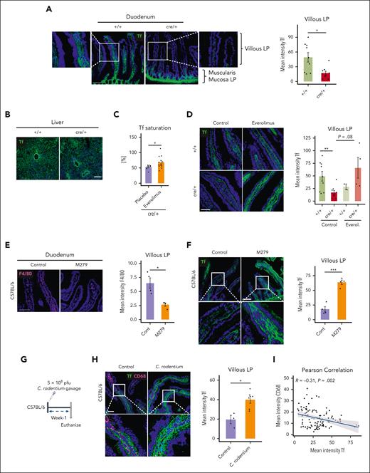 Villous LP macrophages control local transferrin levels in the duodenum. (A) Representative image of immunofluorescent staining for Tf on mouse duodenum cryosections obtained from control (+/+) and cre/+ mice showing villous LP and muscularis mucosa LP regions. Scale bar, 100 μm. Quantification of Tf mean fluorescence intensity in duodenal LP (∗P < .05). (B) Representative image of immunofluorescent staining for Tf on liver cryosections of control (+/+) and cre/+ mice. Scale bar, 100 μm. (C) Tf saturation was determined in the serum of cre/+ mice treated with everolimus (inhibitor mTORC1 signal) compared with control cre/+ mice treated with 1× PBS (∗P < .05). (D) Representative image of immunofluorescent staining for Tf on mouse duodenum cryosections of +/+ and cre/+ mice treated with everolimus. Scale bar, 50 μm. Quantification of Tf fluorescence intensity in the duodenum LP. (E-F) Representative image of immunofluorescent staining for F4/80 (macrophage marker) and quantification of its mean fluorescence intensity (∗P < .05), (E) and for Tf (F) and quantification (∗∗∗P < .001) on mouse duodenum cryosections obtained from C57BL/6J mice treated with CSFR1 receptor inhibitor (M279) to deplete LP macrophages. Scale bar, 100 μm. (G) Graphical depiction of C rodentium treatment of 9- to 12-week-old C57BL/6J mice. One week after oral C rodentium inoculation, tissues were collected and analyzed. (H) Representative image of immunofluorescent staining for Tf and CD68 (macrophage marker) on mouse duodenum cryosections obtained from C57BL/6J mice treated with 1× PBS, and C57BL/6J mice treated with C rodentium. Scale bar, 50 μm. Quantification of Tf mean fluorescence intensity in LP (∗P < .05). (I) Pearson correlation between Tf and CD68 mean fluorescence intensity per villi in C57BL/6J mice treated with C rodentium.