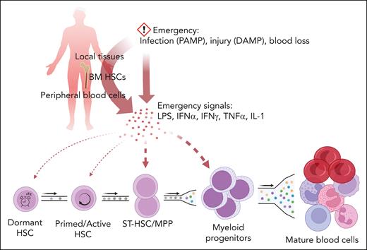 Activation of emergency hematopoiesis. Emergency hematopoiesis is initiated by PAMP, damage-associated molecular patterns (DAMP), or acute blood loss that trigger release of cytokines from hematopoietic stem and progenitor cells (HSPCs), mature blood cells, and nonhematopoietic bystander cells. Emergency cytokines activate hematopoiesis in a manner commensurate to the strength of the signal, with the main burden of proliferation/differentiation borne by ST-HSCs and MPPs, whereas dormant HSCs are shielded.