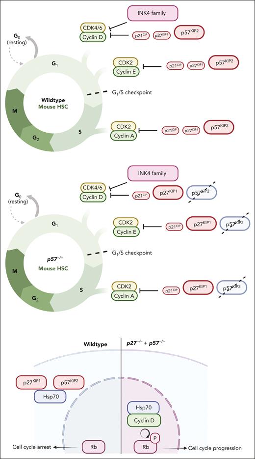 Cell cycle regulation in HSCs and MPN SCs. Progression through the G1 checkpoint into S phase is regulated by the retinoblastoma protein (Rb), whose activity is controlled via phosphorylation by cyclin dependent kinases (CDKs) that are activated by D cyclins, and negatively regulated by CDK inhibitors. Total CDK activity rather than substrate specificity orderly drives the cell cycle progression.65 In HSCs, this critical system is tightly regulated, with redundant checks and balances. For instance, cell cycle entry is normal in p57 (Cdkn1c)−/− HSCs because of compensatory upregulation of p27. However, HSCs null for both p57 and p27 show increased proliferation and reduced engraftment when transplanted. Mechanistically, Hsp70 interacts with cytoplasmic p57 and p27. Combined deletion of p57 and p27 from HSCs results in nuclear translocation of an Hsp70/cyclin D1 complex that promotes Rb phosphorylation.66 The role of specific cell cycle regulators varies between mouse strains. For instance, p21 (Cdkn2a) deletion causes hematopoietic failure in serial transplantation in 129/Sv, but not in C57BL/6 mice, unless the latter are irradiated.67,68
