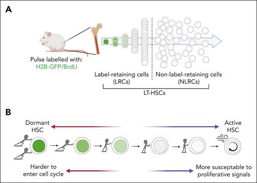 Label retention and cell cycle entry upon initiation of emergency hematopoisis. (A) After pulse-labeling with green fluorescent protein (GFP) or 5-bromo-2′-deoxyuridine (BrdU), a small fraction of HSCs retain high levels of label (LRCs), indicating a state of continued quiescence (dormancy). Almost all repopulation potential resides within the dormant population. (B) Continuous transition states exist between dormant and actively cycling HSCs, allowing the hematopoietic emergency response to be adjusted to the signal strength. The dormant HSC compartment is resilient to acute stress but can be exhausted under chronic stress.