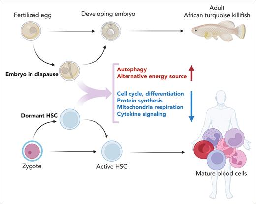 Diapause and dormancy. Some species can arrest embryonal development to circumvent adversarial environmental conditions, a program referred to as diapause. Development is resumed when conditions are favorable. Data from the turquoise African killifish suggest that diapause is an active process that maintains a specific metabolic program. Dormant HSCs are in a state of deep quiescence far removed from cell cycle entry that shares features of diapause.