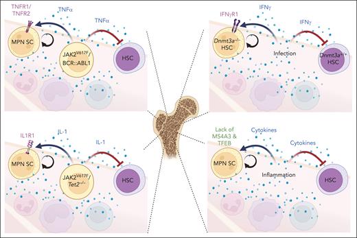 Potentially targetable cytokine circuits in MPNs. In the BM environment of MPNs and CH, inflammatory cytokines generated by mutant cells or induced by infection/inflammation influence the self-renewal and competitive fitness of both MPN SCs and HSCs (represented by arrows in figure). Differential responses of MPN SCs and HSCs to certain cytokines present potential strategies of reversing the competitive differential between MPN and normal cells to rebalance the MPN ecosystem.