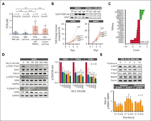 MM cells are selectively sensitive to CDK7 inhibition. (A) Primary cells from patients newly diagnosed with MM (n = 4), MM cell lines (n = 30), PHA-activated PBMCs (n = 9), and nontransformed human cell lines (GMO5756, IMR90, HEEpiC, and HS-5 cell lines) were treated with different concentrations of YKL-5-124 for 48 hours and assessed for cell viability using CellTiter-Glo (CTG). IC50 analysis was performed with GraphPad software. Data are shown as the mean value ± SD; ∗∗∗P < .001. (B) H929 and AMO1 cells were engineered with a dTAG epitope (dTAG-CDK7WT). Cell viability was measured in H929 dTAG-CDK7WT and AMO1 dTAG-CDK7WT cells after treatment with dTAG˅-1 by CTG and represented as fold change increase compared with time of seeding (T0). (C) Control and YKL-5-124–treated MM cells were subjected to global quantitative TMT-based proteomic and phosphoproteomic analyses. KSEA for prediction of kinase activity was applied to identify activated (green bars) and inhibited kinases (red bar) in the YKL-5-124–treated group compared with control cells. (D) Whole-cell lysates from H929 cells treated with several concentrations of YKL-5-124 for 24 hours were subjected to western blot (WB) analysis and probed with indicated antibodies, with GAPDH or tubulin as a loading control (left). The ratio of phosphorylated/total forms of indicated CDKs was analyzed with Image J software and represented as fold change from untreated cells. Mean values ± SD in 3 MM cell lines is shown in the graph (right). (E) Whole-cell lysates from H929 cells treated with several concentrations of YKL-5-124 for different times (1, 4, 6, and 16 hours) were subjected to WB analysis and probed with selected antibodies (upper). The ratio of phosphorylated/total RNA polymerase II was analyzed with Image J software and represented as fold change from untreated cells. Mean values ± SD in 3 MM cell lines is shown in the graph (lower). IC50, 50% inhibitory; KSEA, kinase-substrate enrichment analysis; PBMCs, peripheral blood mononuclear cells; PHA, phytohemagglutinin; SD, standard deviation; TMT, tandem mass tag; WT, wild type.