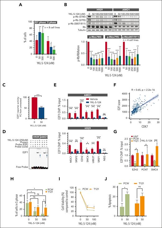Impairment of T-loop phosphorylation by CDK7 inhibition causes cell cycle arrest and Rb activation in MM cells. (A) MM cell lines (n = 8) were treated with the indicated concentrations of YKL-5-124 for 24 hours. Cell cycle was evaluated by propidium iodide staining followed by flow cytometric analysis and analyzed with ModFit LT 5.0 software. (B) Whole-cell lysates from H929 and AMO1 cells treated with the indicated concentrations of YKL-5-124 for 24 hours were subjected to WB analysis and probed with antibodies against Rb and p-Rb, and GAPDH as a loading control. The ratio of phosphorylated/total forms of indicated Rb was analyzed with Image J software and represented as fold change from untreated cells. Mean values ± SD in 4 MM cell lines is shown in the graph. (C) H929 cells stably expressing E2F1 luciferase reporter were treated with 50 nM YKl-5-124 for 24 hours. E2F1 activity was assessed using the Promega luciferase reporter assay system, and fold change of E2F1 activity compared with untreated cells is displayed (mean ± SD). ∗∗∗P < .001. (D) H929 and AMO1 cells were treated with 250 nM YKL-5-124 for 24 hours, and the nuclear extract was analyzed by EMSA. The shifted probe caused by E2F1 binding is indicated by the band labeled E2F1. (E) H929 and AMO1 cells were treated with 500 nM YKL-5-124 for 24 hours and chromatin immunoprecipitated using E2F1 or control mouse IgG antibodies. The crosslinked DNA was subjected to quantitative polymerase chain reaction using primers specific for a representative set of E2F1 target genes. Data are represented as the percentage of input. (F) E2F score was calculated by using E2F1 genes identified previously.11 After RNA-seq normalization, we converted expression values for each gene to z scores, with a mean of 0 and SD of 1. After scaling the expression, we calculated the total score as the sum of scaled scores from all the genes. A Pearson correlation coefficient was calculated between E2F score and CDK7 expression. (G) AMO1 cells expressing control vector (PCW) or T121 were treated with doxycycline for 24 hours, followed by YKL-5-124 (500 nM) for 6 hours, and then chromatin immunoprecipitated using E2F1 or control mouse IgG antibodies. The crosslinked DNA was subjected to quantitative polymerase chain reaction using primers specific for a representative set of E2F1 target genes. Data are represented as the percentage of input. (H) AMO1 cells expressing either PCW or T121 plasmid were treated with doxycycline for 24 hours, followed by YKL-5-124 for 24 hours. The cell cycle was evaluated by propidium iodide staining followed by flow cytometric analysis. (I-J) MM cells expressing either control or T121 plasmid were treated with doxycycline for 24 hours followed by YKL-5-124 treatment for 48 hours. Cell viability was measured by CTG assay (I) and apoptosis by annexin V+ staining (J). Data represent the mean of 4 independent experiments. IgG, immunoglobulin G; SD, standard deviation.