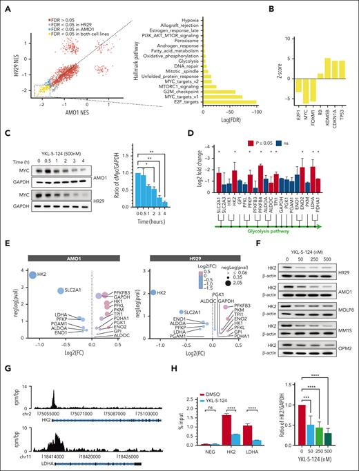YKL-5-124 treatment disrupts oncogenic gene expression programs in MM. (A) Scatter plot visualizing gene set enrichment analysis normalized enrichment score comparisons between H929 and AMO1 cells treated with DMSO or YKL-5-124 (100 nM) for 24 hours. The bar graph shows NES for the top 18 gene signatures in both cell lines after treatment with YKL-5-124. (B) Biological upstream regulators associated with CDK7 inhibition were identified using ingenuity pathway analysis (IPA). (C) Whole-cell lysates from AMO1 and H929 cells treated with YKL-5-124 for 0.5 to 4 hours were subjected to WB analysis and probed with MYC antibody, with GAPDH as a loading control. The ratio of MYC/GAPDH was analyzed with Image J software and represented as fold change from untreated cells. Mean values ± SD in 2 MM cell lines is shown in the graph. (D) The diagram depicts the intermediates of glycolysis, and the enzymes regulated by CDK7 (red bars). Mean of log2-fold change for H929 and AMO1 cells after treatment with YKL-5-124 are shown (∗P < .05). (E) Bubble plot showing the differentially expressed proteins involved in the glycolytic pathway after treatment with YKL-5-124 for 24 hours. The x-axis displays the log2 (fold change), and the y-axis represents the negative log of the adjusted P value. (F) A panel of cells treated with YKL-5-124 for 24 hours was subjected to western blot analysis and probed with antibodies against HK2 and β-actin as a loading control (upper panel). The ratio of HK2/actin was analyzed with Image J software and represented as fold change from untreated cells (lower panel). Mean values ± SD in 5 MM cell lines are shown in the graph. (G) ChIP-seq tracks showing MYC signal on individual loci for LDHA and HK2. The x-axis shows genomic coordinates with gene model depicted below. The y-axis shows signal in units of rpm/bp. (H) MM1S cells were treated with YKL-5-124 for 6 hours and subjected to ChIP with a MYC or IgG antibody. HK2, LDHA, and a negative control region were amplified by polymerase chain reaction. Data are shown as mean ± SD of triplicates and represented as the percentage of input. bp, base pair; ChIP, chromatin immunoprecipitation; CHIP, clonal hematopoiesis of indeterminate potential; DMSO, dimethyl sulfoxide; FDR, false discovery rate; IgG, immunoglobulin G; NES, normalized enrichment score; rpm, units of reads per million; SD, standard deviation.