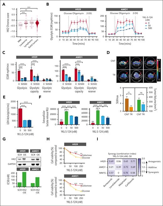 MYC-dependent aerobic glycolysis is impaired in CDK7-inhibited MM cells. (A) DepMap CRISPR screen (Avana library 18Q4) dependency data indicating that MM cell lines are among the most sensitive to HK2 depletion based on cell line rank. Mean of chronos scores for each disease type are shown in the graph. (B-C) H929 and AMO1 cells were treated with DMSO or YKL-5-124 and analyzed with a glycolysis stress assay on a Seahorse XFe96 extracellular flux analyzer. (B-C) ECAR was detected at baseline, after injection of glucose, oligomycin, and 2-deoxy-D-glucos e (2-DG). Basal glycolytic rate and spare glycolytic capacity were analyzed by overall ECAR in control and YKL-5-124–treated groups at different concentrations of YKL-5-124. (D) Representative 18F-FDG PET-computed tomography images (upper panel) and quantification (lower panel) of H929 cell xenografts in mice after treatment (10 mg/kg YKL-5-124 or vehicle, for 3 days). Bar graphs represent the SUV maximum and corresponding TV for mice. (E) LDH activity was measured in cell lysate from AMO1 cells treated with YKL-5-124 for 24 hours. (F) Culture supernatant (5 μL) from both untreated cells after 6 and 24 hours of culture, and 24 hour–treated cells was used to measure lactate secretion using Lactate-Glo assay. (G) H929 and AMO1 cells were transduced with empty vector or HK2-overexpression vector and subjected to western blot analysis or treated with YKL-5-124 for 72 hours for cell killing assessment. IC50 values are shown in the graph. (H) H929 and AMO1 cells were cultured in glucose or galactose (10 mM) media for a week and treated with DMSO or increasing concentrations of YKL-5-124. Cellular viability was determined by CTG assay. (I) Three MM cell lines (H929, AMO1, and MM1S) were cultured in the presence of different concentrations of YKL-5-124 with or without bortezomib (2.5 nM), lenalidomide (5 μM), melphalan (2.5 μM), or carfilzomib (1 nM), and cell survival was assessed by CTG. Data are presented as CI values evaluated using the Calcusyn software. CI, combination index; DMSO, dimethyl sulfoxide; ECAR, extracellular acidification rate; IC50, 50% inhibitory; PET, positron emission tomography; SUV, standardized uptake value; TV, tumor volume.