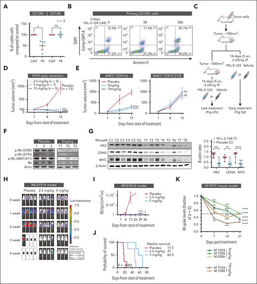 CDK7 inhibition reduces myeloma burden and enhances survival in vivo mouse models of MM. (A) BMMNC from 3 patients with relapsed MM were treated with 500 nM YKL-5-124 or DMSO for 24 hours. Cell viability in the CD138+ and CD138− cell populations was evaluated by flow cytometry analysis. (B) Primary CD138+ cells were cultured in the absence or presence of YKL-5-124 for 3 days, and apoptotic cell death was assessed by flow cytometric analysis. Percentages of annexin V+/DAPI− (early apoptosis) and annexin V+/DAPI+ (late apoptosis) cells are shown in the graphs. (C) A schematic diagram for the subcutaneous SCID model. (D) In the early treatment model, mice injected with H929 cells were randomized and treated with either YKL-5-124 or vehicle at first detection of tumor (tumor volume ∼100 mm3). Mice received 3 different doses of YKL-5-124 for 5 consecutive days per week for 2 weeks. Tumor volume was measured in 2 perpendicular dimensions by caliper once every week. Baseline values were not significantly different among groups. (E) Sublethally irradiated SCID mice were injected subcutaneously with AMO1 cells expressing CDK7WT (left) or CDK7C312S (right). Mice were randomized to a 5 or 10 mg/kg group, for 5 consecutive days per week for 2 weeks. Tumor volume was evaluated by caliper measurement. P values indicate significant difference between groups. ∗∗∗P < .001. (F) Western blot analysis was performed in cell lysates from tumors excised from representative mice and blotted with Rb and p-Rb antibodies. (G) Western blot analysis was performed in cell lysates from tumors excised from representative mice and blotted with indicated antibodies. Images were analyzed with Image J software and signals normalized to loading control. (H-J) NSG mice were orthotopically xenografted after intravenous injection with Molp8-luc cells. Upon detection of MM lesions (∼2 weeks after tumor cell injection), mice were randomly assigned to receive YKL-5-124 (2.5 or 5 mg/kg, intraperitoneal, 5 days per week, for 4 weeks) or vehicle control. Whole-body bioluminescence images (BLI) (H) and measurements (mean ± SEM) (I) are shown. Survival was evaluated from the first day of treatment until death. Survival curves (Kaplan-Meier) were analyzed using GraphPad analysis software (log-rank test, P = .0002) (J). (K) Monoclonal, tumor-derived, immunoglobulin (M-protein) levels were evaluated in MM-bearing Vk∗MYC mice before and after YKL-5-124 treatment (5 and 10 mg/kg) and normalized to time 0. BMMNC, bone marrow mononuclear cells; DMSO, dimethyl sulfoxide; NSG, NOD/SCID-γ; SCID, severe combined immunodeficiency.