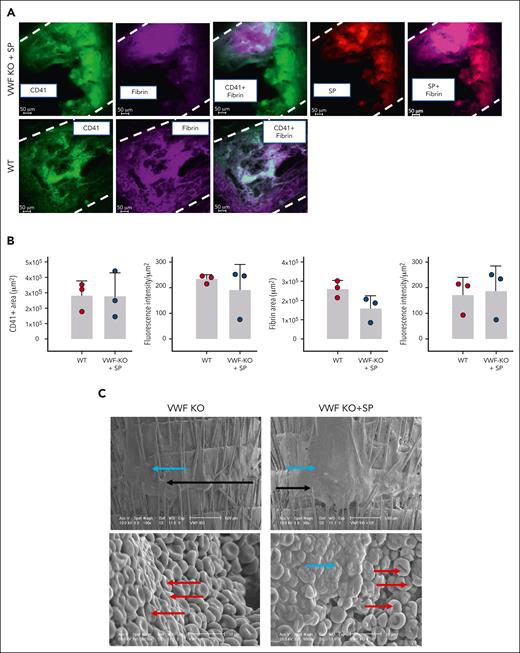 Imaging of the clots obtained after SP treatment of VWF-KO mice. (A) Representative images of the fluorescent staining of clots recovered after amputation of the tail tip of mice with VWF WT and VWF-KO injected with SP (2 mg/kg). Dashes represent the vessel’s edges. Rhodamine-labeled SP are visible in red, fibrin/fibrinogen is visible in magenta and CD41-labeled platelets appear in green. (B) Quantification of the platelets (CD41+) and fibrin area and fluorescence intensity in WT (n = 3) and VWF-KO mice injected with SP (n = 3). Data are presented as mean ± SD. Statistical analysis was performed using a Mann-Whitney test. (C) Scanning electron microscopy of the clot recovered after tail vein transection in mouse with VWF-KO left untreated and treated with SP. In the upper images, black arrows indicate the transection area recognizable by the hair that appear sectioned and the blue arrows point to the clot. In the bottom left image, red arrows show individualized red blood cells. In the bottom right image, blue arrow shows the clot characterized by aggregated red blood cells and red arrows show individualized red blood cells. Two mice per group were imaged and representative images are shown.