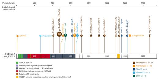Germ line ERCC6L2 variants identified in study subjects. Various mutations are detected in ERCC6L2 (NM_20207.7). A Finnish founder mutation (p.Ile475ThrfsTer36) constitutes nearly half of the identified mutations. Figure created with ProteinPaint (proteinpaint.stjude.org).22