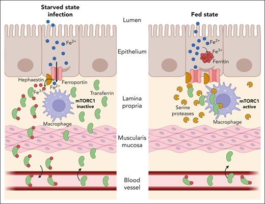 A model for regulation of dietary iron absorption by LP macrophages. During the starved state or following infection, the mTORC1 pathway remains inactive in LP macrophages (left). This allows proper localization of transferrin in the LP interstitium, which in turn promotes iron efflux from enterocytes via ferroportin. Activation of mTORC1 signaling in LP macrophages during the fed state induces expression of serine proteases that target transferrin for degradation (right). Absence of the iron (Fe) acceptor from the LP impairs iron efflux from enterocytes, despite high expression of ferroportin, and promotes its sequestration within ferritin.