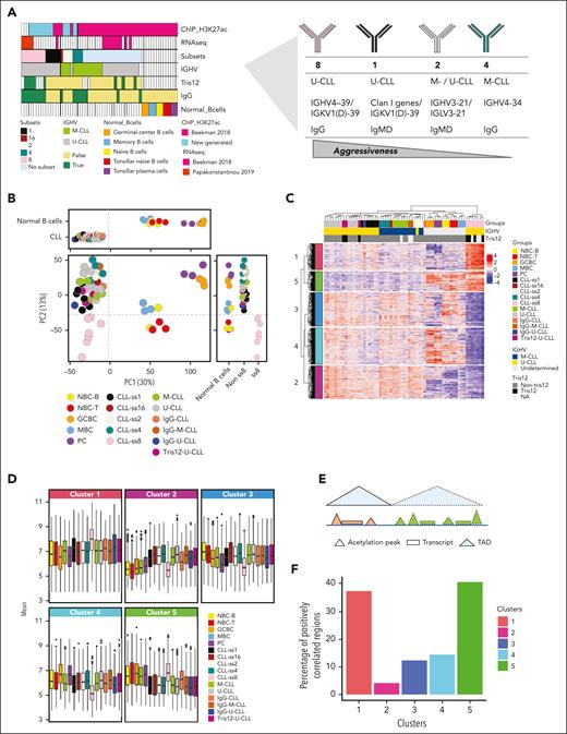 Chromatin activation profiling of stereotyped CLLs. (A) Study design. ChIP-seq and RNA-seq data are labeled by their source (either previously published or generated in this study). (B) Principal component analysis showing components 1 and 2 in CLL subgroups and normal B cells in 2D and 1D plots. Vertical and horizontal dotted lines respectively point to the cut-off value separating CLLs and normal B cells in component 1 and stereotyped subset 8 from the other samples in component 2. (C) Hierarchical clustering is based on the 1185 robust DRs of subset 8 U-CLL cases as compared with other nonsubset U-CLLs. The M-CLL cases and the normal B-cell subpopulations were added to the clustering to aid in the interpretation of H3K27ac profiles. (D) Boxplots showing the mean H3K27ac of the CLL subgroups and normal B-cell subpopulations in each cluster derived from the hierarchical cluster analysis. (E) Scheme of the strategy used to integrate the differential H3K27ac sites with the expression levels within the same TAD. (F) Barplots based on the integrative analysis showing the percentages of positively correlated regions between H3K27ac and gene expression levels in each cluster derived from the hierarchical cluster analysis.