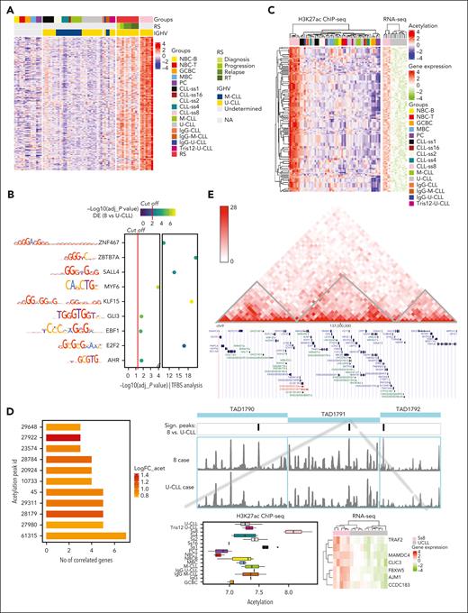 Characterization of the chromatin and transcriptional features of regions de novo acetylated in subset 8 CLLs. (A) Heatmap of the acetylation levels of the 209 de novo active regions including 4 U-CLL cases who experienced Richter transformation with multiple time points (diagnosis, progression, relapse, and Richter transformation). (B) A total of 9 TF binding sites (TFBSs) show statistically significant enrichment (y-axis) in cluster 1 regions and significant correlation with gene expression. The color scale represents the significance of the differences in the expression levels between subset 8 and U-CLL. The left panel shows the binding motifs for each TF. The red lines highlight the cut-off for the statistically significant results in each analysis. (C) Hierarchical clustering is based on 209 regions and associated genes. The heatmap on the left contains the H3K27ac values, whereas that on the right shows the expression values of the associated gene. As some peaks are associated with more than 1 gene, rows of the left heatmap can be duplicated. (D) Barplots showing the H3K27ac peaks that were correlated with the expression levels of more than 2 genes. (E) Hi-C map for 1 representative nonstereotyped U-CLL case and genome browser display of TAD1791 containing peak-61315 (including also the flanking TADs 1790 and TAD1792 as controls). We show the H3K27ac coverage plot of a representative subset 8 and nonstereotyped U-CLL. On the left, a zoom-in panel of the significant peak-61315 within TAD1791 including a boxplot of the H3K27ac levels and a heatmap with the gene expression levels of the 7 associated genes.