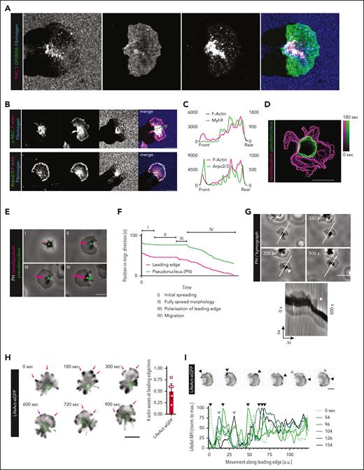 Directional lamellipodium formation initiates migration. (A) 3D reconstruction of a polarized migrating human platelet stained for the fibrinogen receptor GPIIBIIIA and its activated form (stained with antibody clone PAC-1). (B) p-MLC, Arp2/3, and F-actin immunofluorescence staining of migrating human platelets. Asterisks (∗) indicate the formation of pseudonuclei (PN) at the trailing edge. (C) Histogram of colocalization of Myh9 (upper panel, green), Arp2/3 (lower panel, green), and F-actin (pink) expression, along the green lines in Figure 1B. (D) Time-resolved morphology tracking of the PN (green) and outer shape of a human platelet (pink) in the initiation phase of migration. (E) Representative phase contrast (PH) micrographs of live imaging of a human platelet starting to spread and eventually migrating. Green: PN, pink: lamellipodial leading edge. Scale bar, 5 μm. (F) Longitudinal depiction of PN and leading-edge tracking analysis. (G) Representative micrographs and kymograph analysis (upper panel) of a spread platelet initiating migratory behavior. Kymograph analyses graphically display the spatial position of pixels (and therefore platelets) on the indicated white line (y-axis) across time (x-axis); consequently, the retracted, black PN of the platelet moves down the white line (y-axis) once migration is initiated (white arrowhead). Scale bar, 5 μm. (H) Micrographs of live imaging of a murine LifeAct-eGFP platelet spreading and initiating migration reveals dynamic actin waves at the leading edge (pink arrows); the green circle marks the PN of platelet. (I) Spatiotemporal tracking of dynamic actin waves (black arrowheads) along the leading edge (green spotted line) of a murine LifeAct-eGFP. Bottom panel: histogram of LifeAct eGFP mean fluorescence intensity (MFI) (normalized to maximum intensity) measured along the green spotted line marking the leading edge (upper panel) at the indicated time points. The black arrowheads represent the peak of the actin wave moving along the leading edge for the indicated time points. Panels A-I: assays were performed on fibrinogen/albumin matrices. Scale bars, 5 μm.