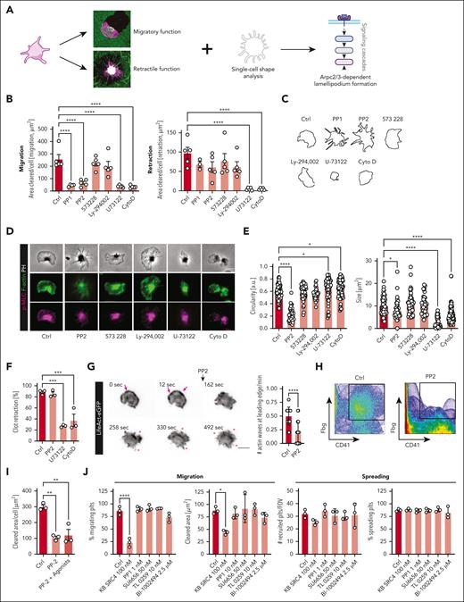 Morphodynamic analysis reveals c-Src as central regulator of Arp2/3 in platelet migration. (A) Experimental scheme of morphodynamic inhibitor screening platform: inhibitor screening and quantification of substrate clearance on substrates leading to retraction (cross-linked fibrin layers) or migration (fibrin monomer layers) in combination with morphological analysis of platelet shape. (B) Quantification of cleared area per cell (μm2) of both migrating (left) and retracting human platelets (right panel) in the presence of the indicated inhibitors, with values being normalized to control in %. One-way ANOVA with post hoc Dunnett's testing. (C) Representative morphologies of human platelets treated with the indicated inhibitors. (D) Representative micrographs of human platelets costained for F-actin and myosin activity (pMLC) following incubation with the indicated treatments. (E) Shape analysis of platelet circularity (a.u., left) and platelet size (μm2, right panel) of migrating human platelets treated with the indicated antagonists. One-way ANOVA with post hoc Dunnett’s testing. (F) Quantification of 3D clot retraction of human PRP incubated with the indicated inhibitors. One-way ANOVA with post hoc Dunnett’s testing. (G) Longitudinal micrographs of live imaging of isolated murine LifeAct-eGFP platelets before (panels 0, 12 seconds) and after addition of the Src inhibitor PP2 (panels 162-492 seconds). Pink arrows mark actin nucleation at the leading edge; pink asterisks show filopodia formation. Right panel: Quantification of # of actin waves (per minute) moving along the leading edge. Student t test, 2-tailed, unpaired. (H) Colocalization plot of fibrinogen and human platelet of sham treatment (left) or after treatment with 10 μM PP2 (right panel). (I) Quantification of cleared area in μm2 upon treatment with indicated inhibitors/agonists (sham vs 10 μM PP2 in the presence or absence of 50 mM ADP and 1 mM TRAP). One-way ANOVA with post hoc Dunnett's testing. (J) Quantification of migrating platelets (%) and cleared area per platelet (μm2) (left panels) as well as the absolute number of recruited and relative amount of spreading platelets on fibrinogen (right panels) for human platelets treated with sham or the indicated inhibitors at the indicated concentrations. One-way ANOVA with post hoc Dunnett’s testing. Unless indicated with asterisks, post hoc testing revealed nonsignificant results (P ≥ .05). P values corresponding to asterisks: ∗P < .05, ∗∗P < .01, ∗∗∗P < .01, ∗∗∗∗P < .001. Scale bars, 5 μm.
