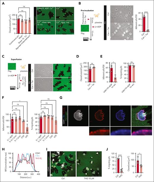 Classical soluble agonists show no effect on platelet migratory behavior once migration is initiated. (A) Quantification of cleared area per platelet (μm2) and representative micrographs of the indicated treatments following platelet migration on albumin/fibrinogen matrices. Continous act. = addition of U46119 and ADP to wash buffer. Wash = regular treatment. Shear = continuous shear stress (15/s). Apyrase and indomethacin were used at 2.9 U/mL and 10 μM, respectively. One-way ANOVA with post hoc Dunnett's testing. (B) Experimental scheme, representative micrograph and quantification of platelets recruited to an albumin/fibrinogen matrix following preincubation with the P2Y12 inhibitor cangrelor (250 nM) and terutroban (1 μg/mL, blocking thromboxane-mediated activation) or sham treatment. Student t test, 2-tailed, unpaired. Scale bar, 5 μm. (C-D) Experimental scheme, representative micrograph, and quantification of cleared area per platelet (μm2) after superfusion of migrating platelets with cangrelor and terutroban or sham treatment. Student t test, 2-tailed, unpaired. Scale bar, 5 μm. (E) Quantification of % migrating cells and the absolute number of adherent cells per field of view (FOV) in a migration assay with human platelets following activation or not with ADP and U46619. Student t test, 2-tailed, unpaired. (F) Quantification of % migrating cells and the absolute number of adherent cells per FOV for the indicated treatments following initiation of platelet migration. One-way ANOVA with post hoc Dunnett's testing. (G) Representative immunofluorescence costainings of migrating human platelets, stained for c-Src, GPIIb and 14-3-3ζ. Lower panels: enlarged depiction of c-Src and 14-3-3ζ colocalization (pink), corresponding to the white rectangle in the merged right upper panel. Scale bars: upper panel 5 μm, lower panel 1 μm. (H) Histogram depicting colocalization of c-Src, CD41/GPIIb and 14-3-3ζ across the leading edge, along the indicated red line in panel G. MFIs were normalized to the maximum intensity of each antigen. (I-J) Representative micrographs and quantification of % migrating platelets and the cleared area per platelet (μm2) of human platelets treated or not with 10 μM 3′,4′,7′-trihydroxyisoflavone (THO). Scale bar, 25 μm. Student t test, 2-tailed, unpaired. Unless indicated with asterisks, post hoc testing revealed nonsignificant results (P ≥ .05). P values corresponding to asterisks: ∗P < .05, ∗∗P < .01, ∗∗∗P < .01, ∗∗∗∗P < .001.