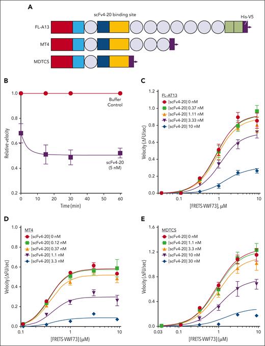 Kinetic inhibition of recombinant full-length ADAMTS13 and truncated variants by an antispacer antibody (scFv20). (A) Cartoon representation of the structure of ADAMTS13 and truncated variants. Each recombinant protein has a 6-His tag and a V5 tag at the C-terminus. Rectangles: red, metalloprotease domain; light blue, disintegrin domain; dark blue, cysteine-rich domain; yellow, spacer domain; and green, 2 complement C1r/C1s, Uegf, Bmp1 (CUB) domains. Circles: thrombospondin type-1 domains (T2-8). Spacer domain, the binding site of scFv4-20 to ADAMTS13, is labeled. Assays were done at 25°C and pH 6.0. (B) The relative inhibitory activity of scFv4-20 incubated with full-length ADAMTS13 for different lengths of time (0, 15, 30, and 60 minutes). Activity was normalized to velocity (ΔFU/s) in the absence of scFv4-20 (buffer control) to derive relative velocity. (C-E) Titration of recombinant full-length ADAMTS13, truncated ADAMTS13 MT4, and MDTCS, respectively, with FRETS-VWF73 in the presence of various concentrations of scFv4-20 (n ≥ 3). Data in the plots are shown as mean ± standard error of the mean (SEM).