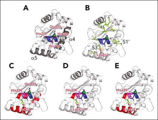 ADAMTS13 M domain residues exhibit a conformational change in the presence of antispacer domain inhibitors. (A) Depiction of ADAMTS13 M domain (PDB: 6QIG) with the catalytic Glu225 residue (blue) replacing the Gln225 in the crystal structure for illustrative purposes. Active site residues His224, His228, and His234 (blue) coordinate the zinc ion (green sphere). Most active site residues are part of the α4 helix (other helix residues shown in gray). Other M domain regions with evidence of increased deuterium uptake are shown here, namely the α5 helix and the α2 helix (dark gray). (B) M domain active site residues shown in blue as in panel A, with important areas for substrate binding depicted in light green. Specifically highlighted are the S1 pocket (thought to bind VWF residue Tyr1605), S1ʹ pocket (thought to bind VWF Met1606), and S3 pocket (thought to bind VWF L1603). Leu232 is immediately C-terminal to the α4 helix. (C-E) Residues with increased deuterium uptake in the presence of scFv3-1, scFv4-16, and scFv4-20, respectively, involving the active site (magenta) and other regions of the M domain with increased deuterium uptake (red), are illustrated.